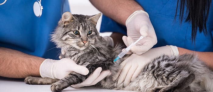 Mejor Plan de Salud Mascotas