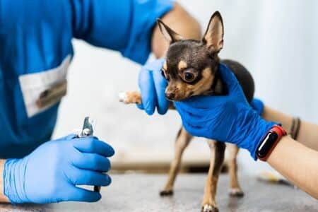 Prepagas para Mascotas